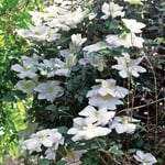 Omnia Garden Klätterväxt Vit Lanuginrosa Klematis 40-60 cm Clematis (Mme Coultre) "Mevrouw le Coultre", 5-pack GTG23760-5