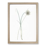 Big Box Art Pale Garlic Flowers by Pierre-Joseph Redoute Framed Wall Art Picture Print Ready to Hang, Oak A2 (62 x 45 cm)