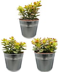Succulentes, Crassula Minor, 12cmØ, 15-20CM Haut, Pots de Zinc (3 pièces)
