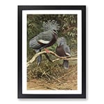 Big Box Art Vintage W Kuhnert Victoria Crowned Pigeon Framed Wall Art Picture Print Ready to Hang, Black A2 (62 x 45 cm)