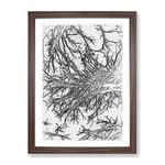 Tree Branches In Central Park New York In Abstract Modern Framed Wall Art Print, Ready to Hang Picture for Living Room Bedroom Home Office Décor, Walnut A2 (64 x 46 cm)