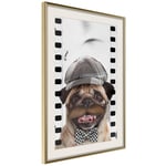 Plakat - Pug In Hat - 20 x 30 cm - Guldramme med passepartout