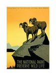 Wee Blue Coo Vintage Ad National Park Preserve Wildlife Goat Usa Wall Art Print