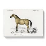 Horse Illustration Pl. 10a By Charles D' Orbigny Vintage Canvas Wall Art Print Ready to Hang, Framed Picture for Living Room Bedroom Home Office Décor, 50x35 cm (20x14 Inch)
