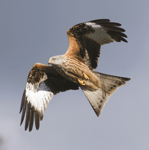 Red Kite In Flight Sound Greeting Card Any Occasion Call Of The Wild Cards