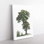 Big Box Art Tree Illustration by Pierre-Joseph Redoute Canvas Wall Art Print Ready to Hang Picture, 76 x 50 cm (30 x 20 Inch), White, Green, Grey, Green