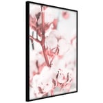 Plakat - Blooming Cotton - 40 x 60 cm - Sort ramme