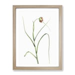 Garlic Flower In Bloom By Pierre Joseph Redoute Vintage Framed Wall Art Print, Ready to Hang Picture for Living Room Bedroom Home Office Décor, Oak A4 (34 x 25 cm)