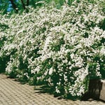 Omnia Garden Planta Bukettspirea 50-80 cm 101065P