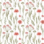 Hundkex blomma