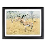 W Kuhnert Grant's Gazelle Vintage Framed Wall Art Print, Ready to Hang Picture for Living Room Bedroom Home Office Décor, Black A4 (34 x 25 cm)