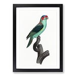Big Box Art A Musk Lorikeet by F. Levaillant Framed Wall Art Picture Print Ready to Hang, Black A2 (62 x 45 cm)