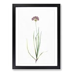 Big Box Art Rosy Garlic Flowers by Pierre-Joseph Redoute Framed Wall Art Picture Print Ready to Hang, Black A2 (62 x 45 cm)