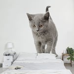 apalis enfants Papier peint papier peint intissé Mini chaton Papier peint photo carré, Taille, gris, 97843, 240 x 240 cm