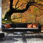 Fototapet - Autumn, forest and leaves - 441 x 270 cm - Selvklæbende