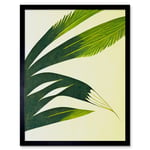 Modern Abstract Fan Palm Tree Leaf Illustration Art Print Framed Poster Wall Decor 12x16 inch