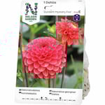 Vårlök Nelson Garden Dekorativdahlia Zundert Mystery Fox