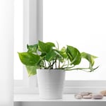 IKEA IKEA EPIPREMNUM krukväxt, gullranka, 12 cm, cm 12 cm