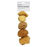 Kreatima natursvamp målarsvamp för akvareller och målning, 5-pack