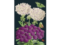 Madame Treacle B6-carnet med kuvert Lila blommor