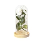 Rose Led Lamp Glass Cover Flower Night Light Home Decoration No.1