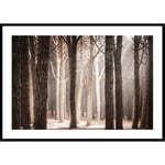 Gallerix Poster Pinewood Forest 4704-30x40