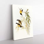 Big Box Art Australian Sunbirds by Elizabeth Gould Canvas Wall Art Print Ready to Hang Picture, 76 x 50 cm (30 x 20 Inch), White, Gold, Green