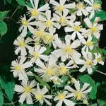 Omnia Garden Klätterväxt Vit Vitalba Klematis 40-60 cm Clematis "Paul Farges" (fargesii Summer Snow), 10-pack GTG23805-10