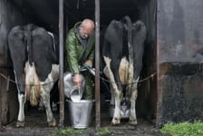 Milking The Old Fashioned Way In Poster, Storlek 21x30 cm 21x30 cm
