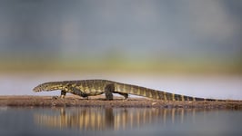 Water Monitor Poster 50x70 cm