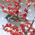 Snowy Sparrow red berry branch 10 pk small square RSPB Charity Christmas cards
