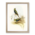 Blue Banded Grass Parakeet Birds By Elizabeth Gould Vintage Framed Wall Art Print, Ready to Hang Picture for Living Room Bedroom Home Office Décor, Oak A3 (34 x 46 cm)