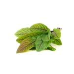 Click and Grow -Smart Garden Refill 3-pak - Blodig sorrel