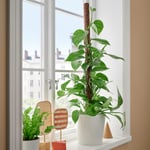 IKEA IKEA EPIPREMNUM krukväxt, gullranka olika arter, 19 cm, cm 19 cm