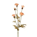 Blåklint, Mr Plant