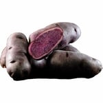 Sättpotatis LPM Bergerac Höst 1kg