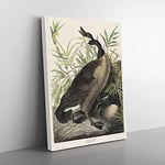 Canada Goose By John James Audubon Vintage Canvas Wall Art Print Ready to Hang, Framed Picture for Living Room Bedroom Home Office Décor, 76x50 cm (30x20 Inch)