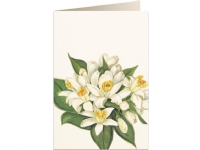 Tassotti B6 carnet + kuvert 5502 Orange blomma