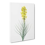 Yellow Asphodel Flowers By Pierre Joseph Redoute Vintage Canvas Wall Art Print Ready to Hang, Framed Picture for Living Room Bedroom Home Office Décor, 24x16 Inch (60x40 cm)
