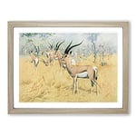 W Kuhnert Grant's Gazelle Vintage Framed Wall Art Print, Ready to Hang Picture for Living Room Bedroom Home Office Décor, Oak A2 (64 x 46 cm)