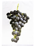 Half a Donkey The Bunch of Black Grapes - Large Cotton Tea Towel