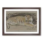 Big Box Art Study of A Tiger Vol.1 by John Macallan Swan Framed Wall Art Picture Print Ready to Hang, Walnut A2 (62 x 45 cm)