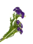 Tall Artificial Wildflower Spray x 68cm - Purple - Wedding Home Rustic Flower