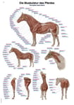 Hästens muskulatur 70x100 cm affisch