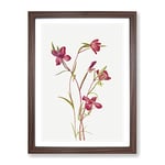 Farewell To Spring Flowers By Mary Vaux Walcott Vintage Framed Wall Art Print, Ready to Hang Picture for Living Room Bedroom Home Office Décor, Walnut A4 (34 x 25 cm)