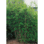 Prydnadsbuske Bergbambu Panda C5 60-80 cm Omnia Garden