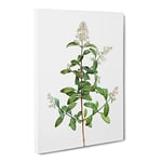 Wild Privet Flowers By Pierre Joseph Redoute Vintage Canvas Wall Art Print Ready to Hang, Framed Picture for Living Room Bedroom Home Office Décor, 24x16 Inch (60x40 cm)