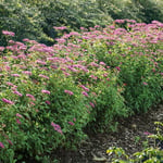 Omnia Garden Buske Rosenspirea 20-30 cm Spirea Jap. Anthony Watarer cm, 10 st 101062-10