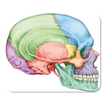 The Bones of Cranium Head Skull Individual and Their Home School Game Player Computer Worker MouseMat Mouse Padch