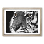 Big Box Art Eyes of The Tiger Painting Framed Wall Art Picture Print Ready to Hang, Oak A2 (62 x 45 cm)